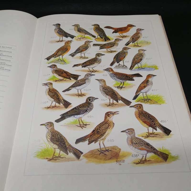 RARE!!! LARGE - The Paintings of Norman Lighton for Roberts Birds of Southern Africa!!!