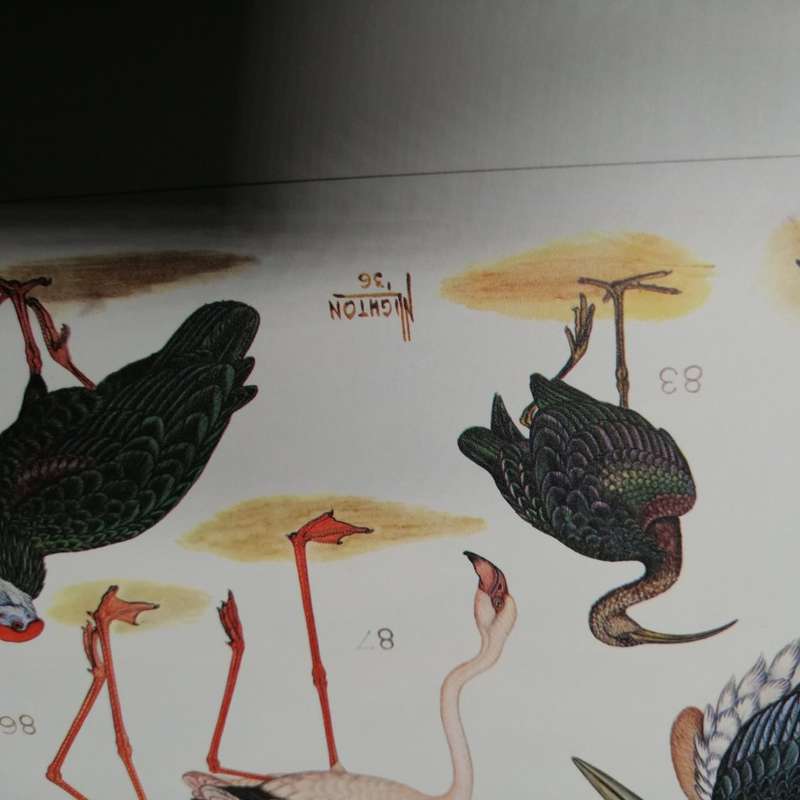 RARE!!! LARGE - The Paintings of Norman Lighton for Roberts Birds of Southern Africa!!!