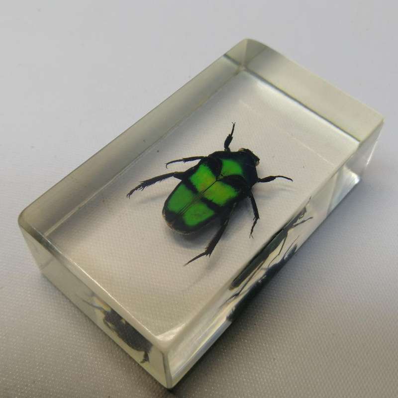 Oriental Flower Beetle In Lucite!!!