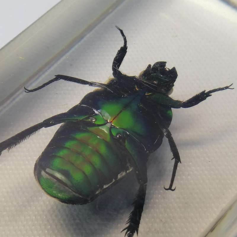 Oriental Flower Beetle In Lucite!!!
