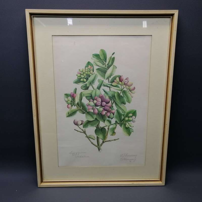 Original Signed E.J Hennessy Botanical Study - Syzygium cordatum (350mm x 470mm)