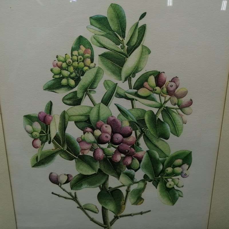 Original Signed E.J Hennessy Botanical Study - Syzygium cordatum (350mm x 470mm)