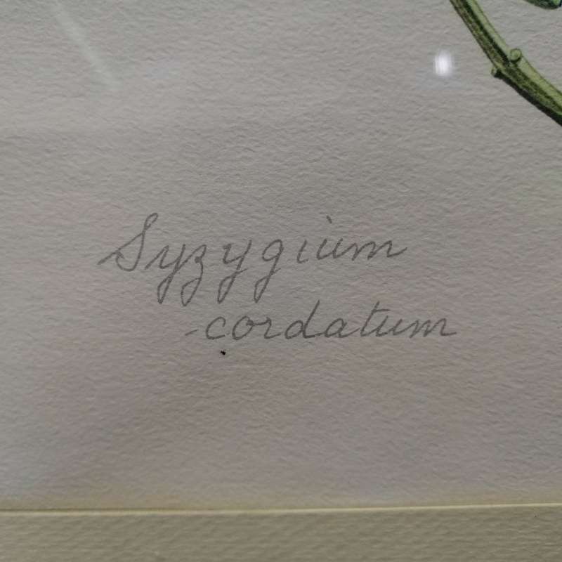 Original Signed E.J Hennessy Botanical Study - Syzygium cordatum (350mm x 470mm)