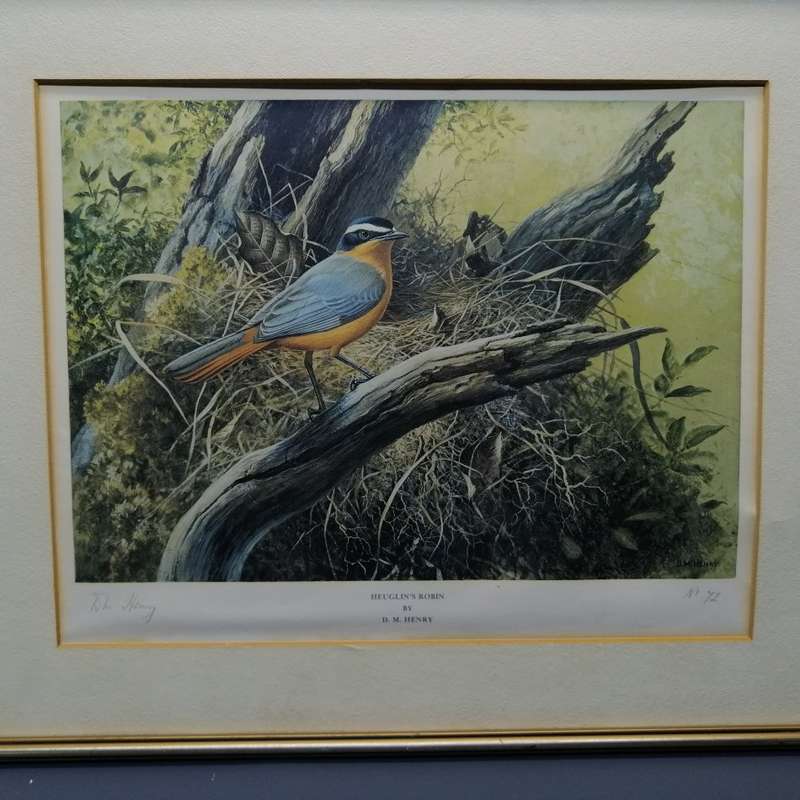 Original Signed DM Henry Bird Study - Heuglin's Robin (430mm x 370mm)