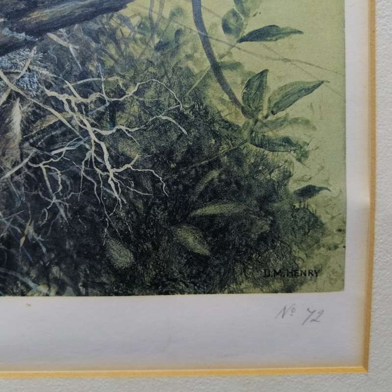 Original Signed DM Henry Bird Study - Heuglin's Robin (430mm x 370mm)