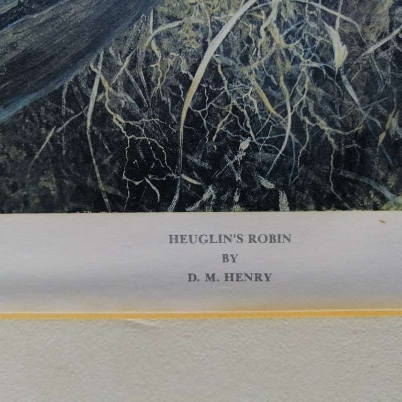 Original Signed DM Henry Bird Study - Heuglin's Robin (430mm x 370mm)