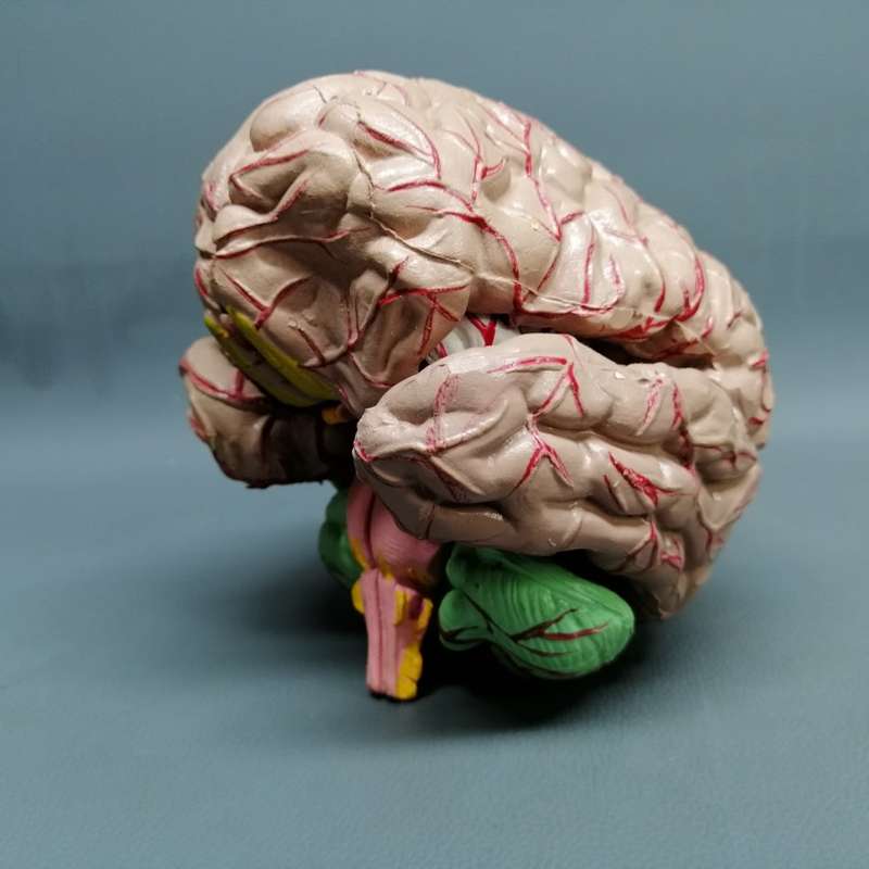 RARE!!! Original Vintage Solid Rubber Human Brain Model!!!
