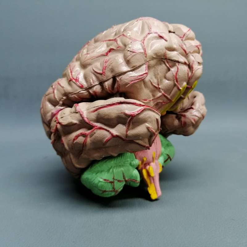 RARE!!! Original Vintage Solid Rubber Human Brain Model!!!