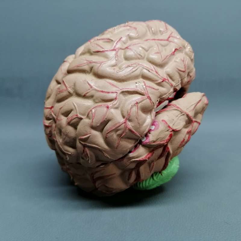RARE!!! Original Vintage Solid Rubber Human Brain Model!!!