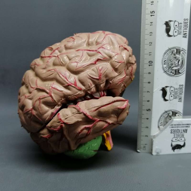 RARE!!! Original Vintage Solid Rubber Human Brain Model!!!