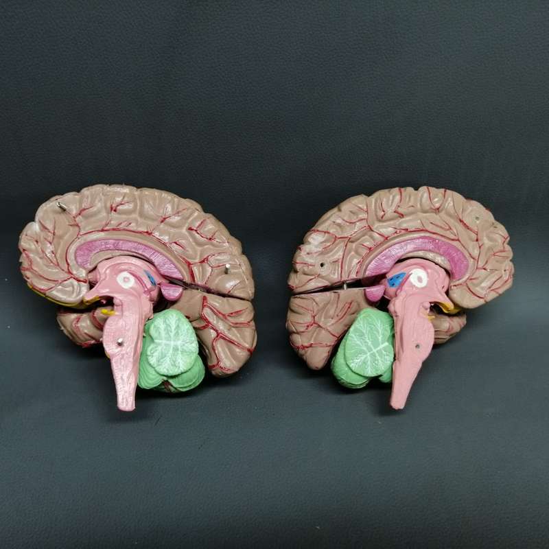 RARE!!! Original Vintage Solid Rubber Human Brain Model!!!
