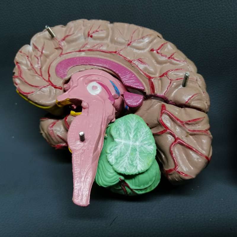 RARE!!! Original Vintage Solid Rubber Human Brain Model!!!