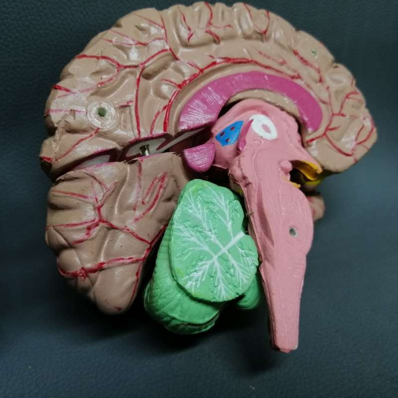 RARE!!! Original Vintage Solid Rubber Human Brain Model!!!
