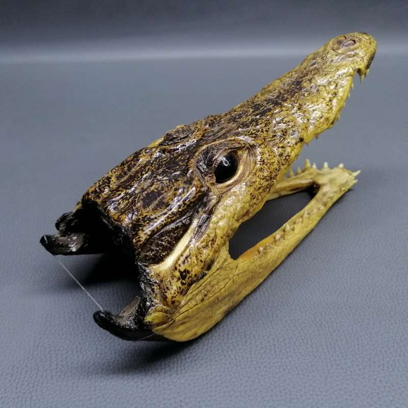 Original Crocodile Taxidermy Skull Display or Paperweight!!!