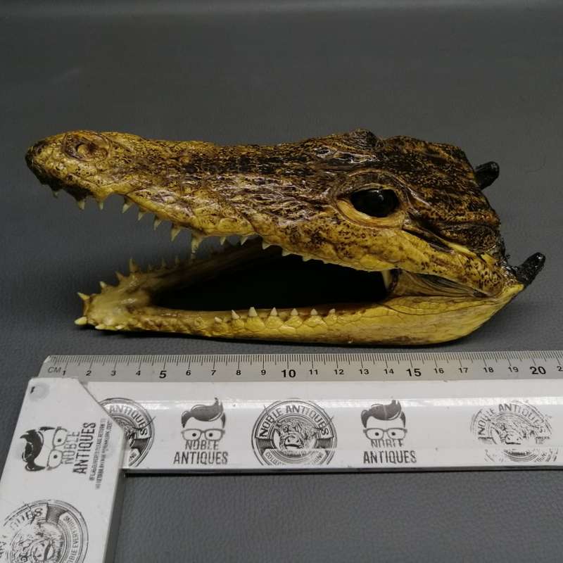 Original Crocodile Taxidermy Skull Display or Paperweight!!!