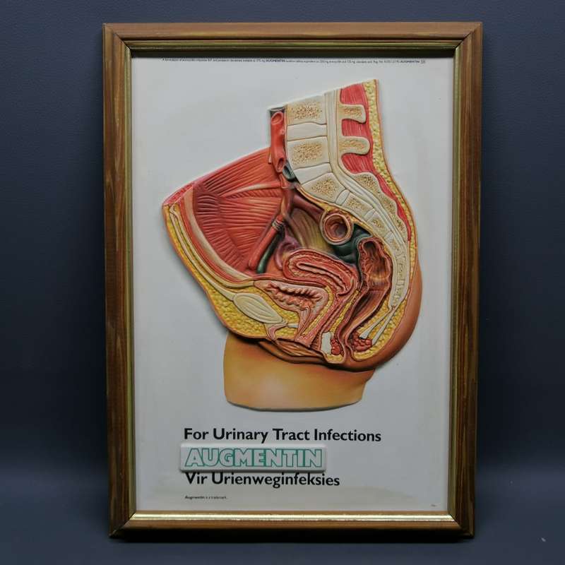 Framed Original Vintage Augmentin Embossed Medical Promotional Doctors Aid!!!