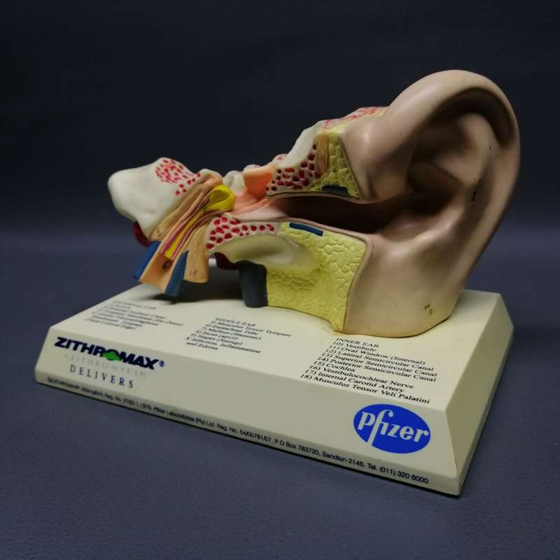 Original Pfiser Zithromax Medical Ear Display!!!