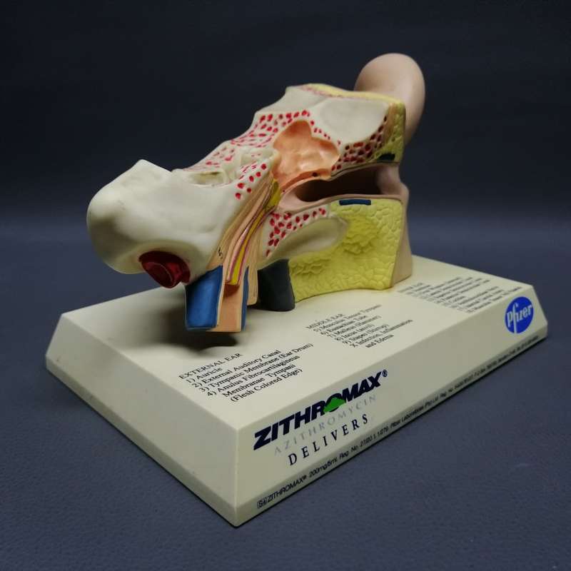Original Pfiser Zithromax Medical Ear Display!!!