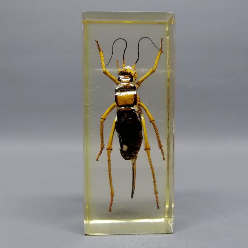 Large American Jerusalem Cricket in Lucite Paperweight!!!