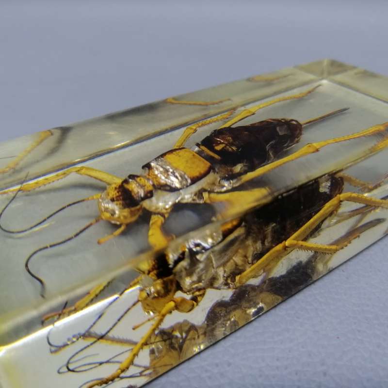 Large American Jerusalem Cricket in Lucite Paperweight!!!