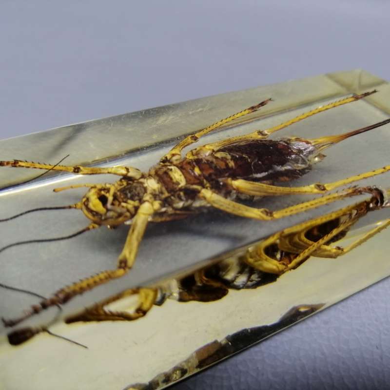 Large American Jerusalem Cricket in Lucite Paperweight!!!