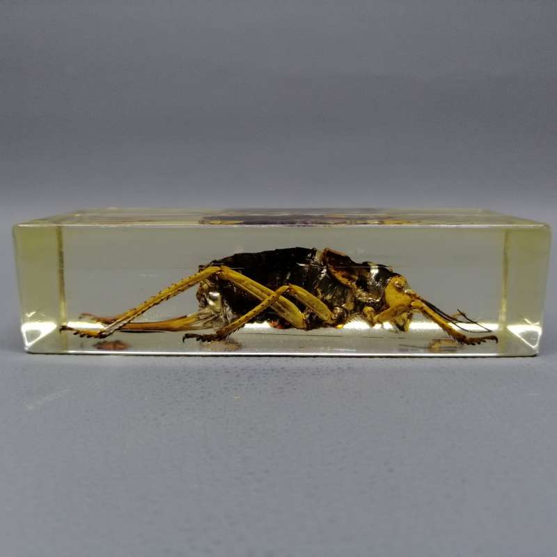 Large American Jerusalem Cricket in Lucite Paperweight!!!