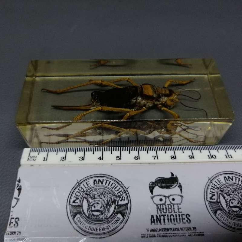 Large American Jerusalem Cricket in Lucite Paperweight!!!
