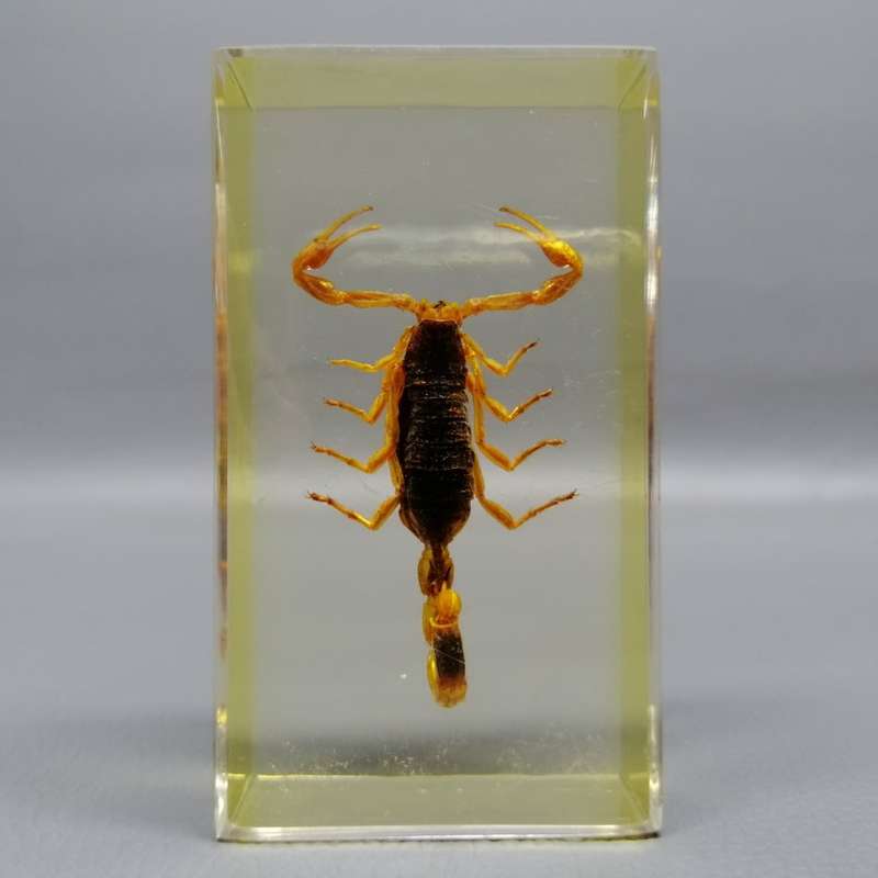 Chinese Manchurian Scorpion in Lucite Paperweight!!!