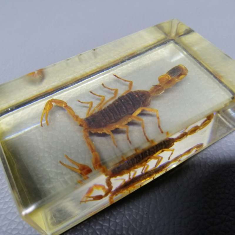 Chinese Manchurian Scorpion in Lucite Paperweight!!!