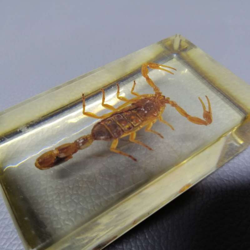 Chinese Manchurian Scorpion in Lucite Paperweight!!!