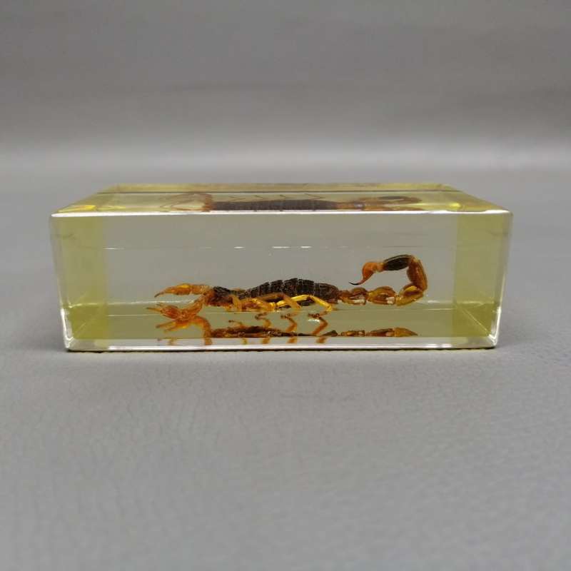 Chinese Manchurian Scorpion in Lucite Paperweight!!!