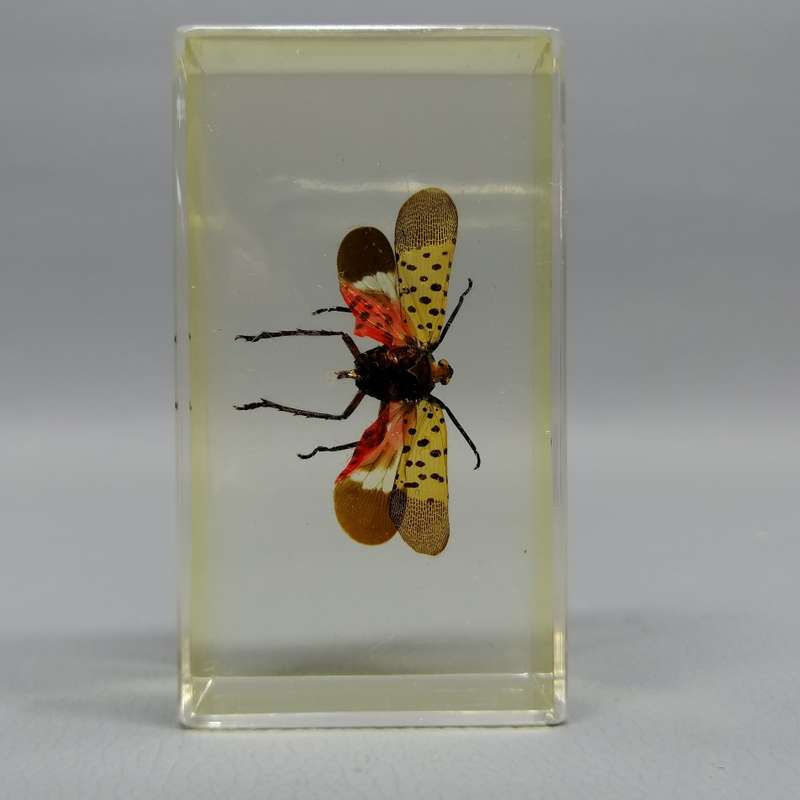 EXOTIC PLANT-HOPPER in Lucite Paperweight!!!