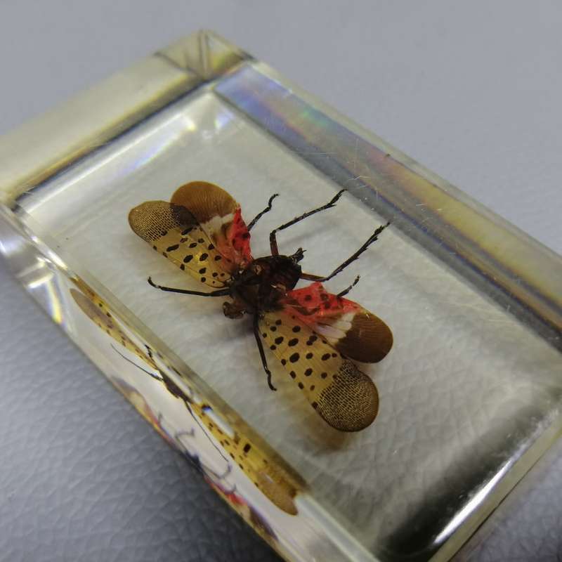 EXOTIC PLANT-HOPPER in Lucite Paperweight!!!