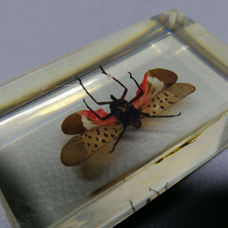 EXOTIC PLANT-HOPPER in Lucite Paperweight!!!