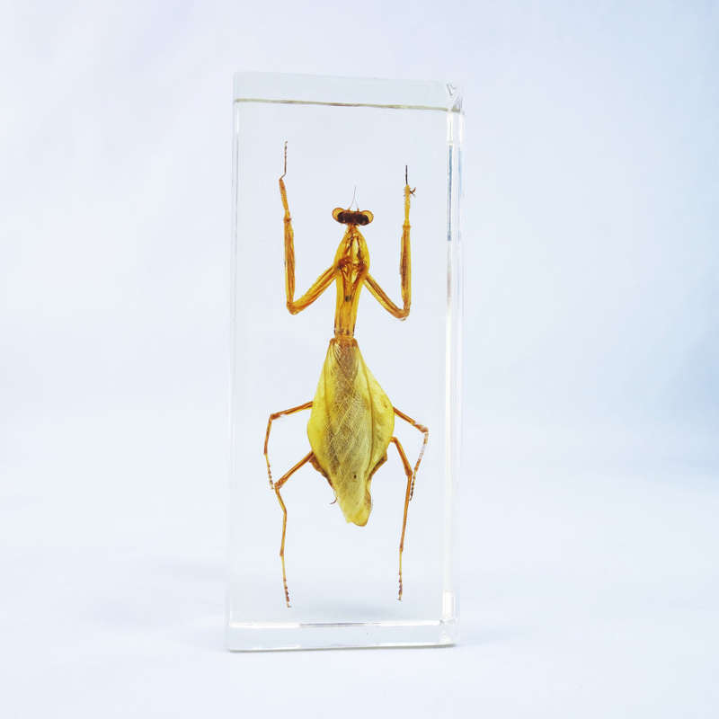 Large Original Praying Mantis In Lucite Paperweight!!! 120mm