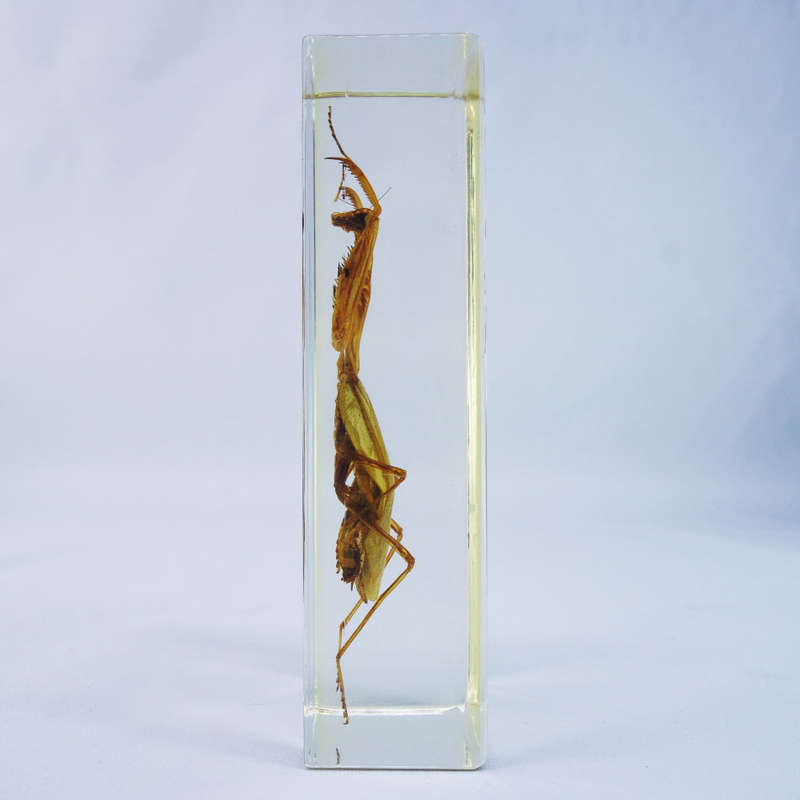 Large Original Praying Mantis In Lucite Paperweight!!! 120mm