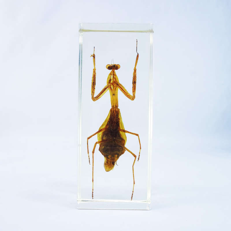 Large Original Praying Mantis In Lucite Paperweight!!! 120mm