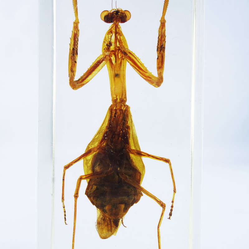 Large Original Praying Mantis In Lucite Paperweight!!! 120mm