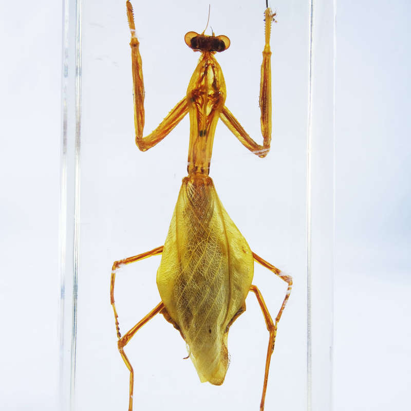 Large Original Praying Mantis In Lucite Paperweight!!! 120mm