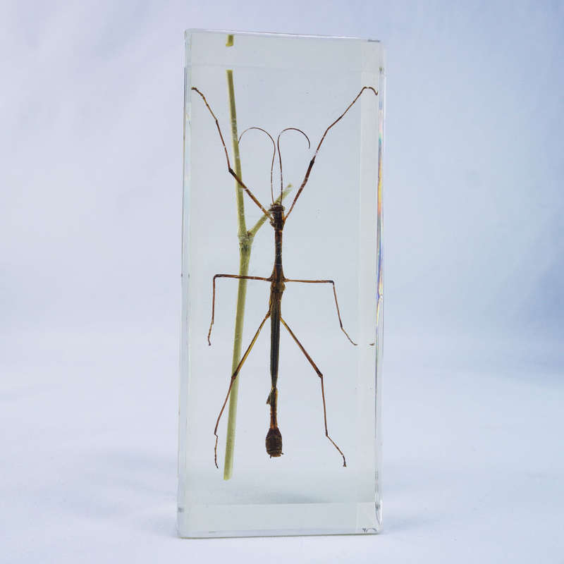 Large Chinese Stick Insect In Lucite Paperweight!!! 120mm