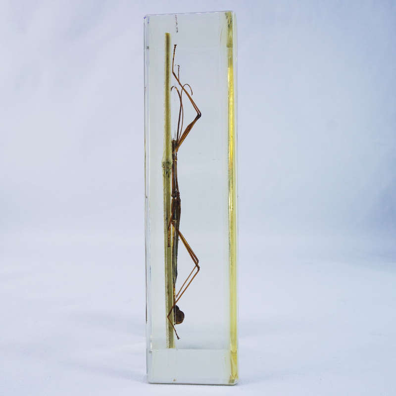 Large Chinese Stick Insect In Lucite Paperweight!!! 120mm