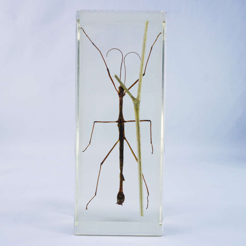 Large Chinese Stick Insect In Lucite Paperweight!!! 120mm