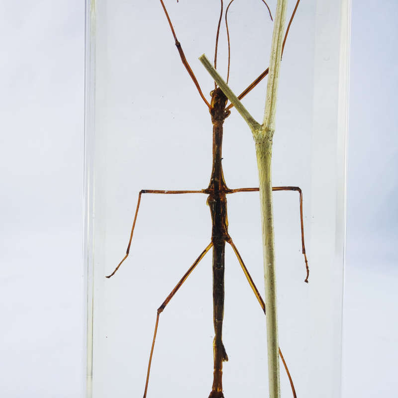 Large Chinese Stick Insect In Lucite Paperweight!!! 120mm