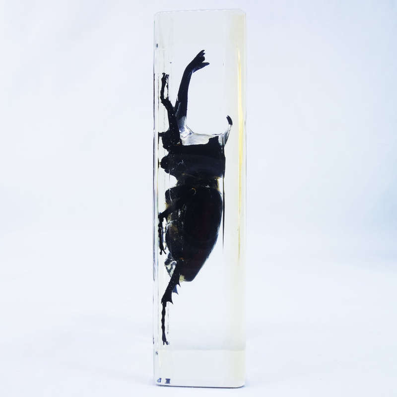 Large Rhinoceros Beetle In Lucite Paperweight!!! 120mm