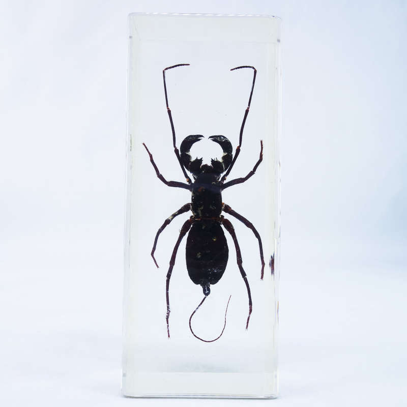 Large Chinese Whip Scorpion In Lucite Paperweight!!! 120mm