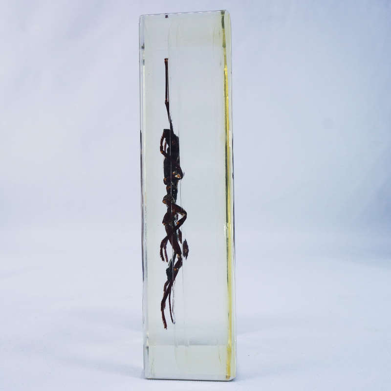 Large Chinese Whip Scorpion In Lucite Paperweight!!! 120mm