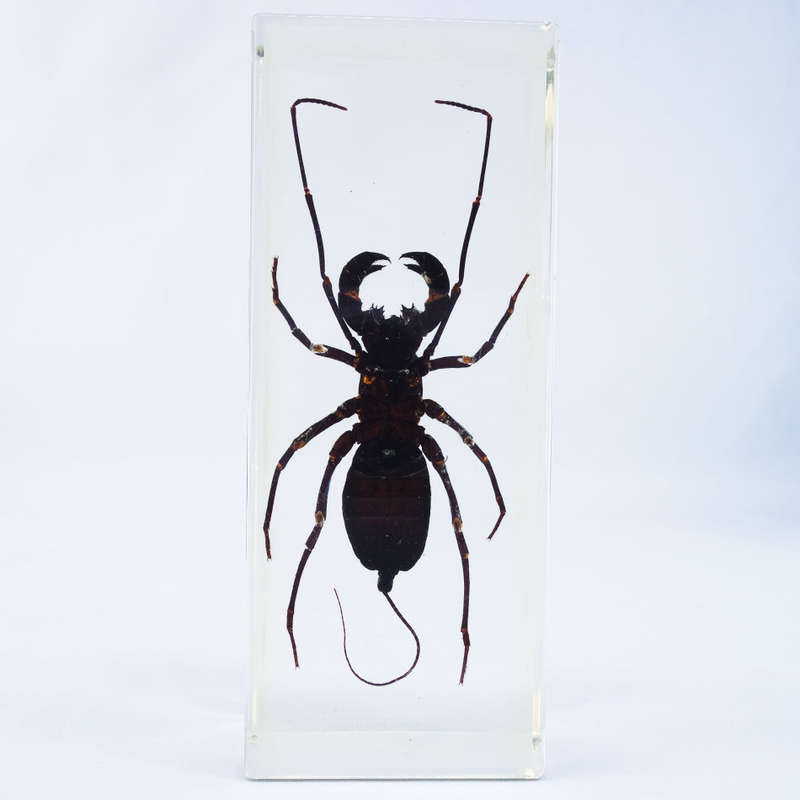 Large Chinese Whip Scorpion In Lucite Paperweight!!! 120mm
