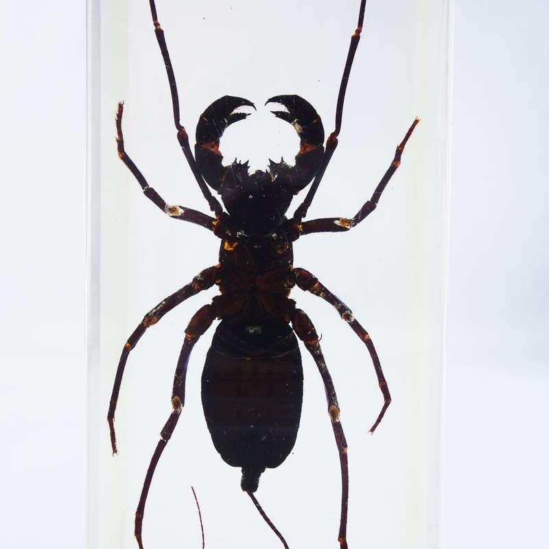 Large Chinese Whip Scorpion In Lucite Paperweight!!! 120mm