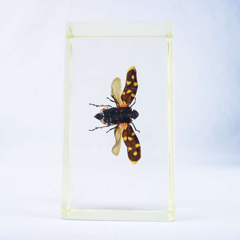 Indonesian Giant Froghopper In Lucite Paperweight!!! 90mm
