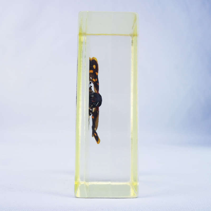 Indonesian Giant Froghopper In Lucite Paperweight!!! 90mm